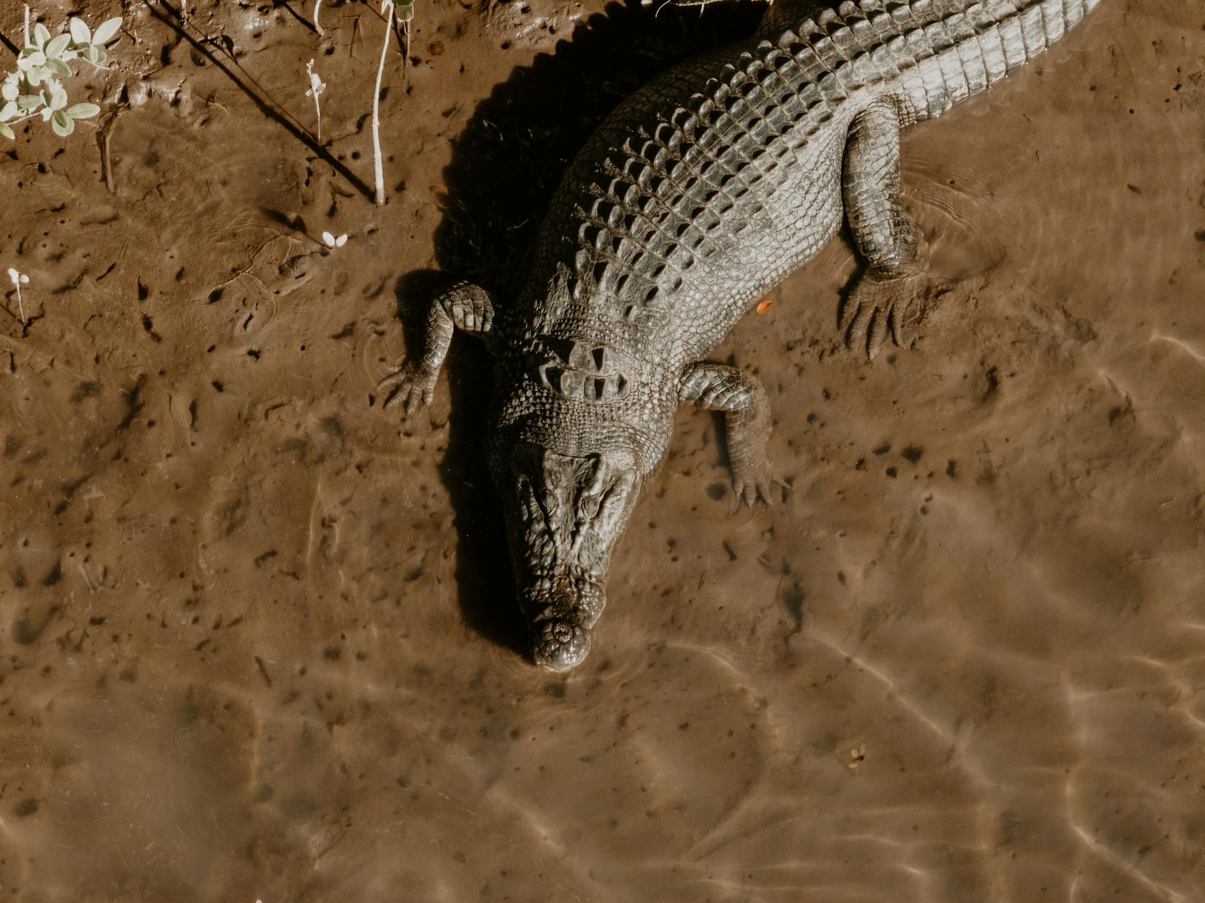 Aerial view of a crocodile in shallow water, showcasing its natural habitat.