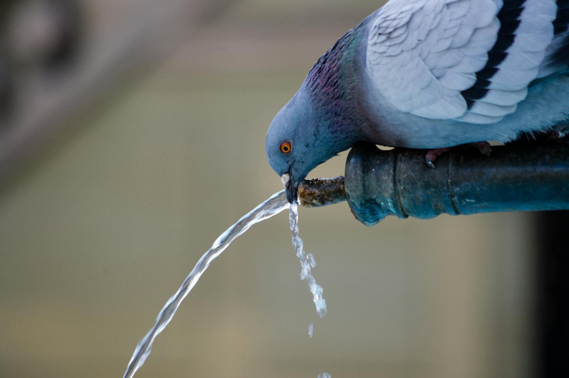 Pigeon drinking from a fountain pipe. Close-up wildlife image captured outdoors.