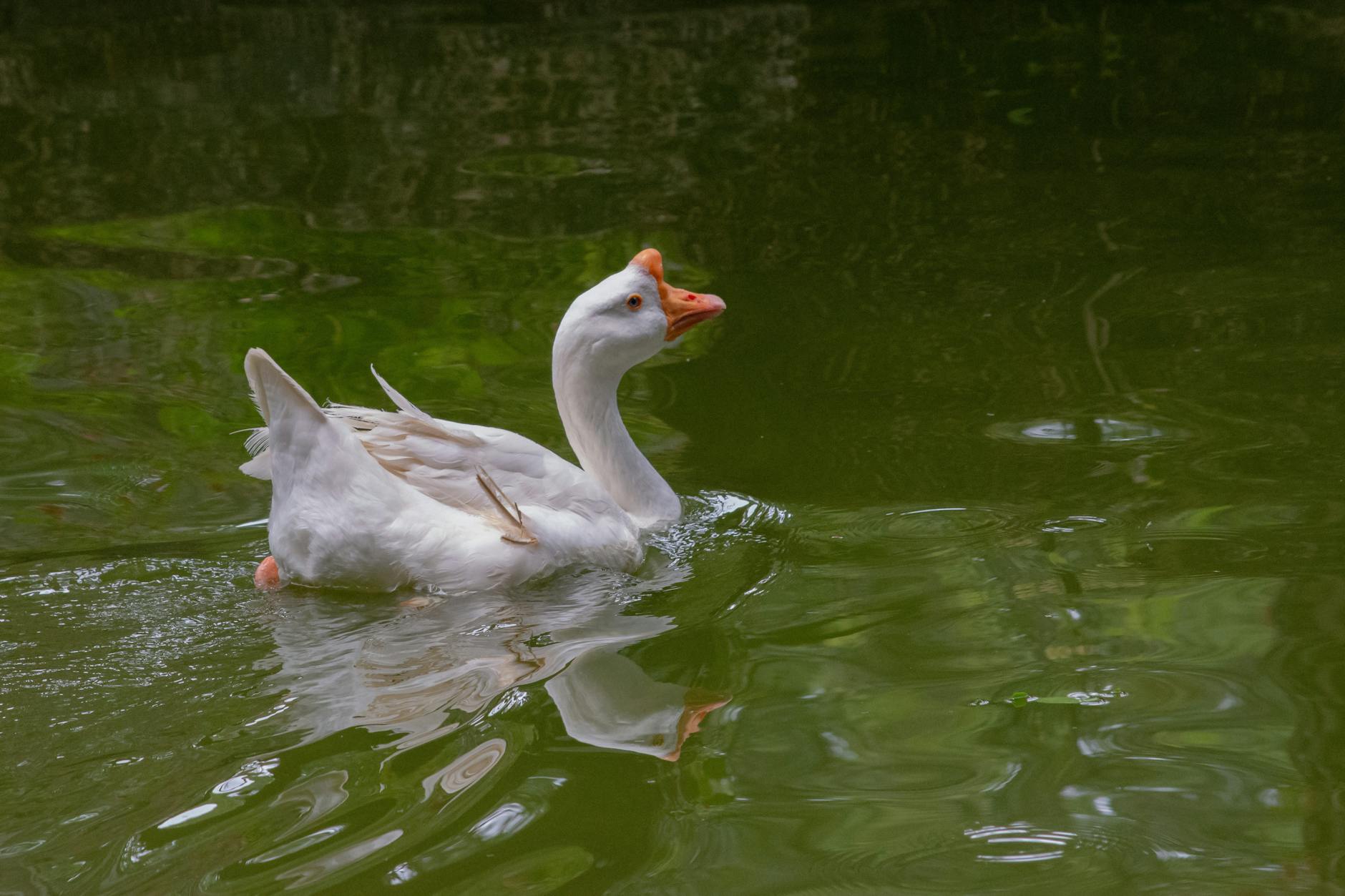 Serene white goose gliding across a tranquil pond surrounded by lush greenery.