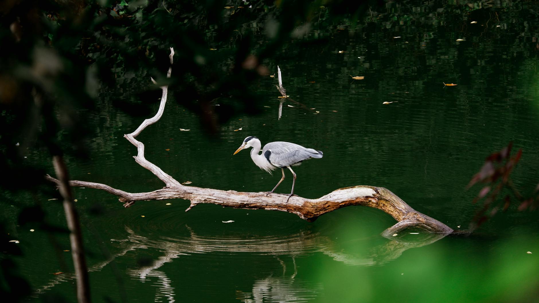 A serene scene of a grey heron perched on a branch, reflected in a calm pond.