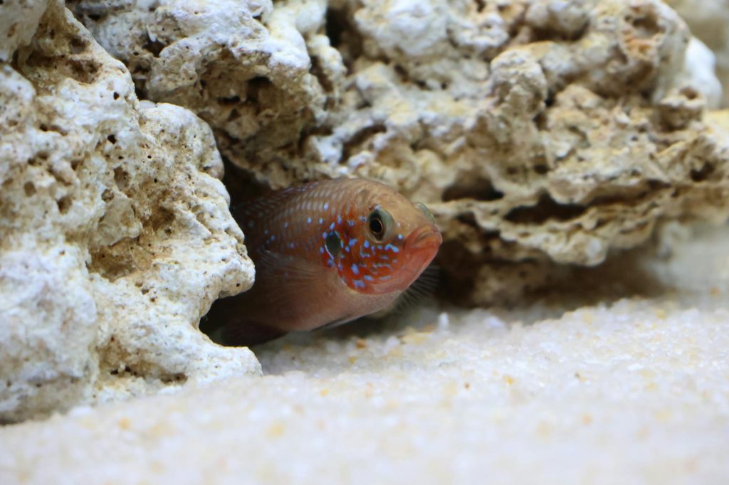 Vibrant tropical fish peeking out of limestone rocks in an aquarium.