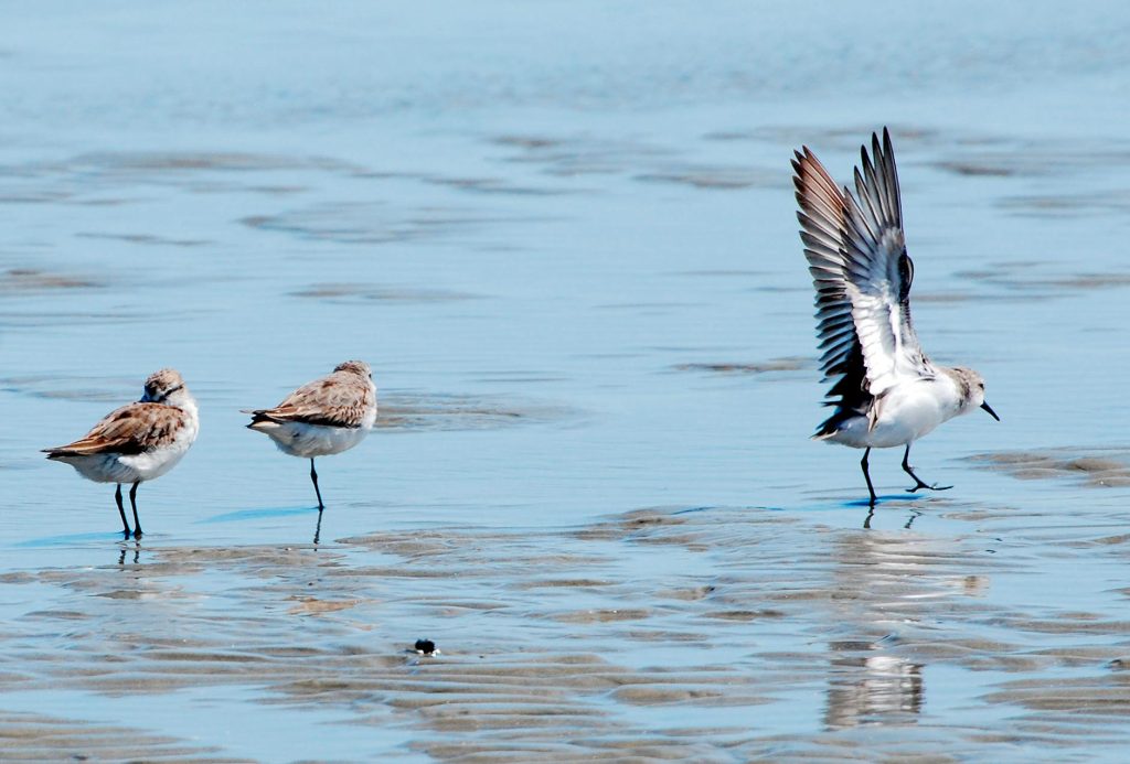 Seagulls standing and fluttering on sandy beach waters at Pipa, RN, Brazil.