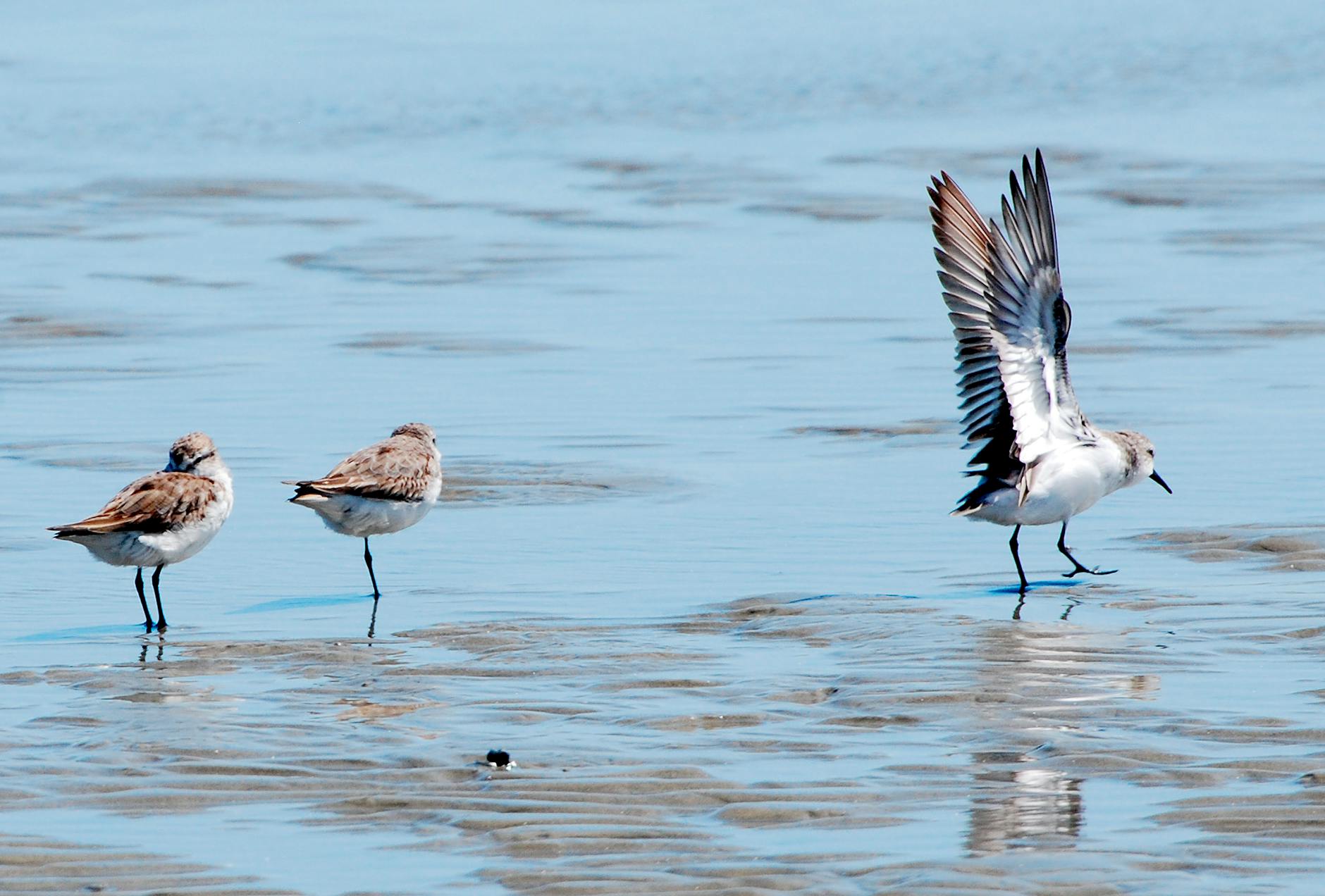 Seagulls standing and fluttering on sandy beach waters at Pipa, RN, Brazil.