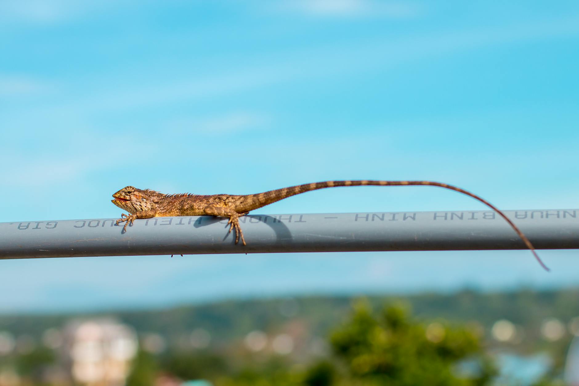 A lizard balances on a pipe against a clear blue sky background in a natural setting.