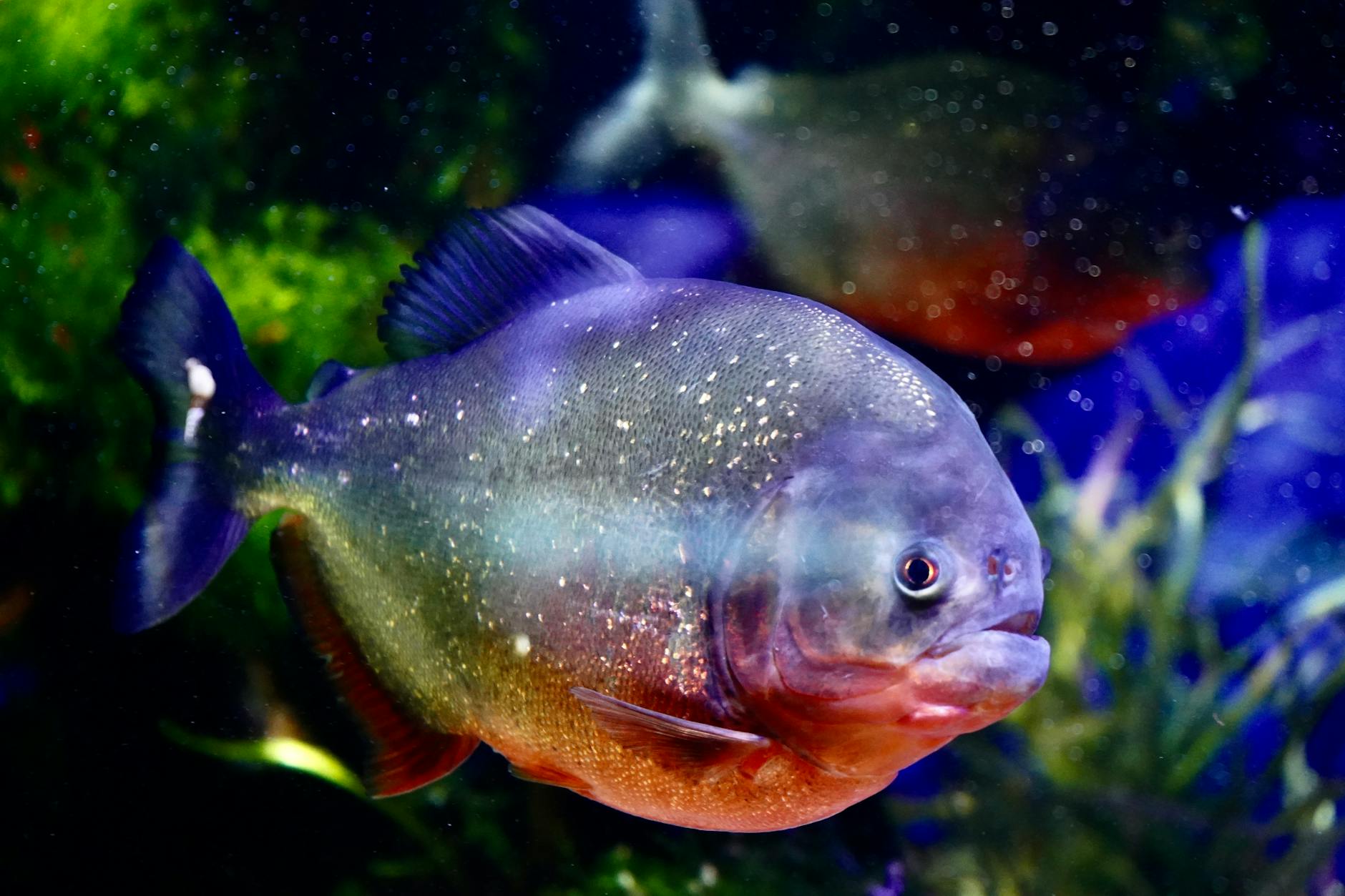 Close-up of a vibrant piranha swimming in a colorful aquarium, showcasing vivid aquatic life.