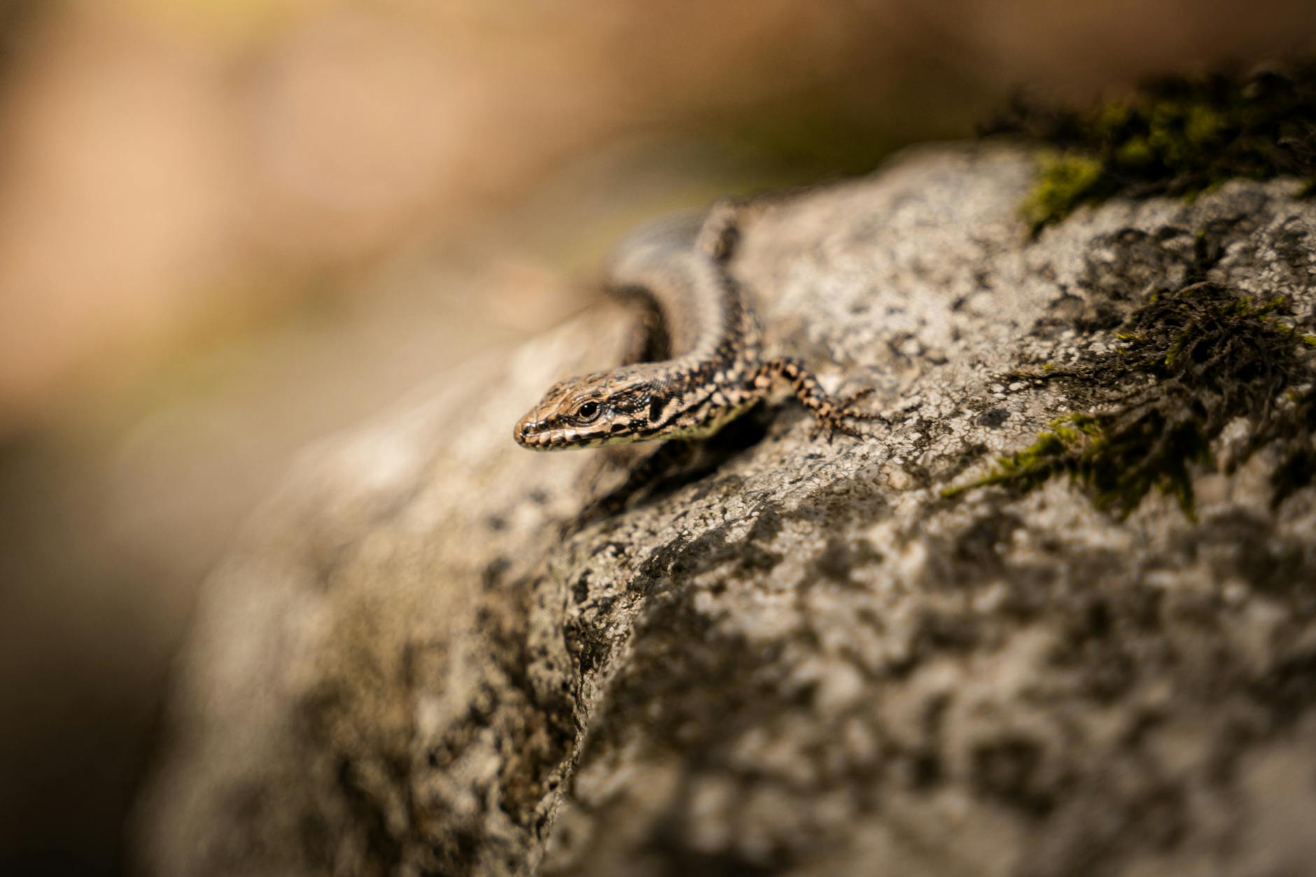 Macro shot of a lizard basking on a rock, showcasing natural camouflage in the wild.