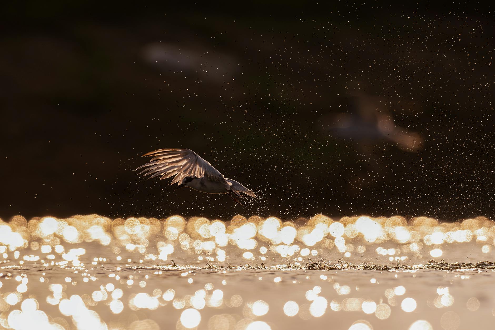 A bird gracefully flies over shimmering water at sunset, creating a dramatic and serene scene.