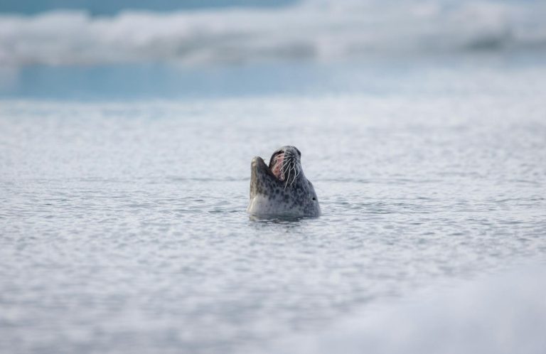 A serene seal gracefully emerges from Arctic waters, showcasing its natural elegance and beauty.
