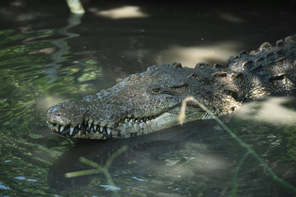 A crocodile partially submerged in water under sunlight, showcasing its rough texture and sharp teeth.