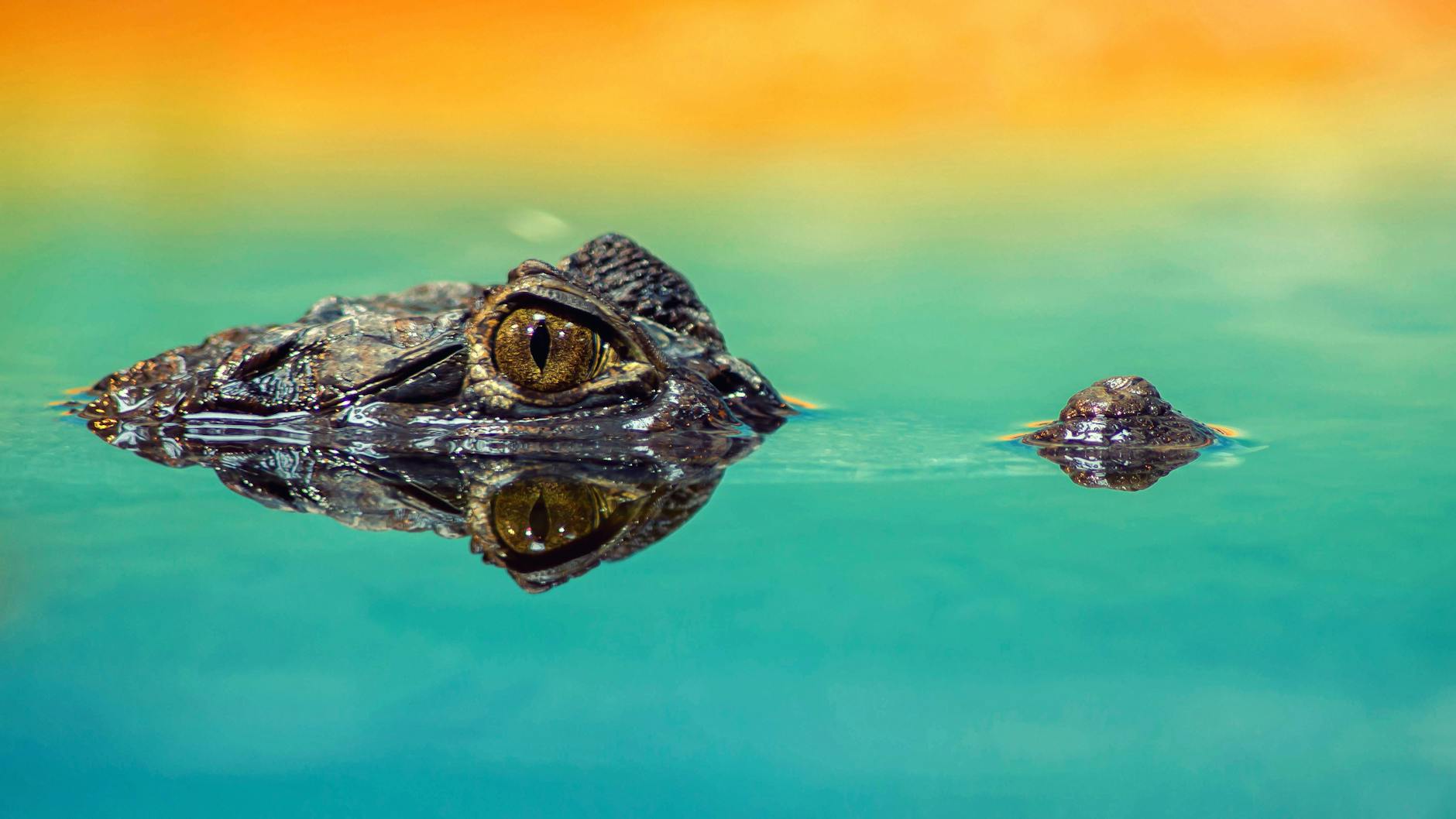 A crocodile eye peeks above water with vibrant reflections, emphasizing its predatory nature.