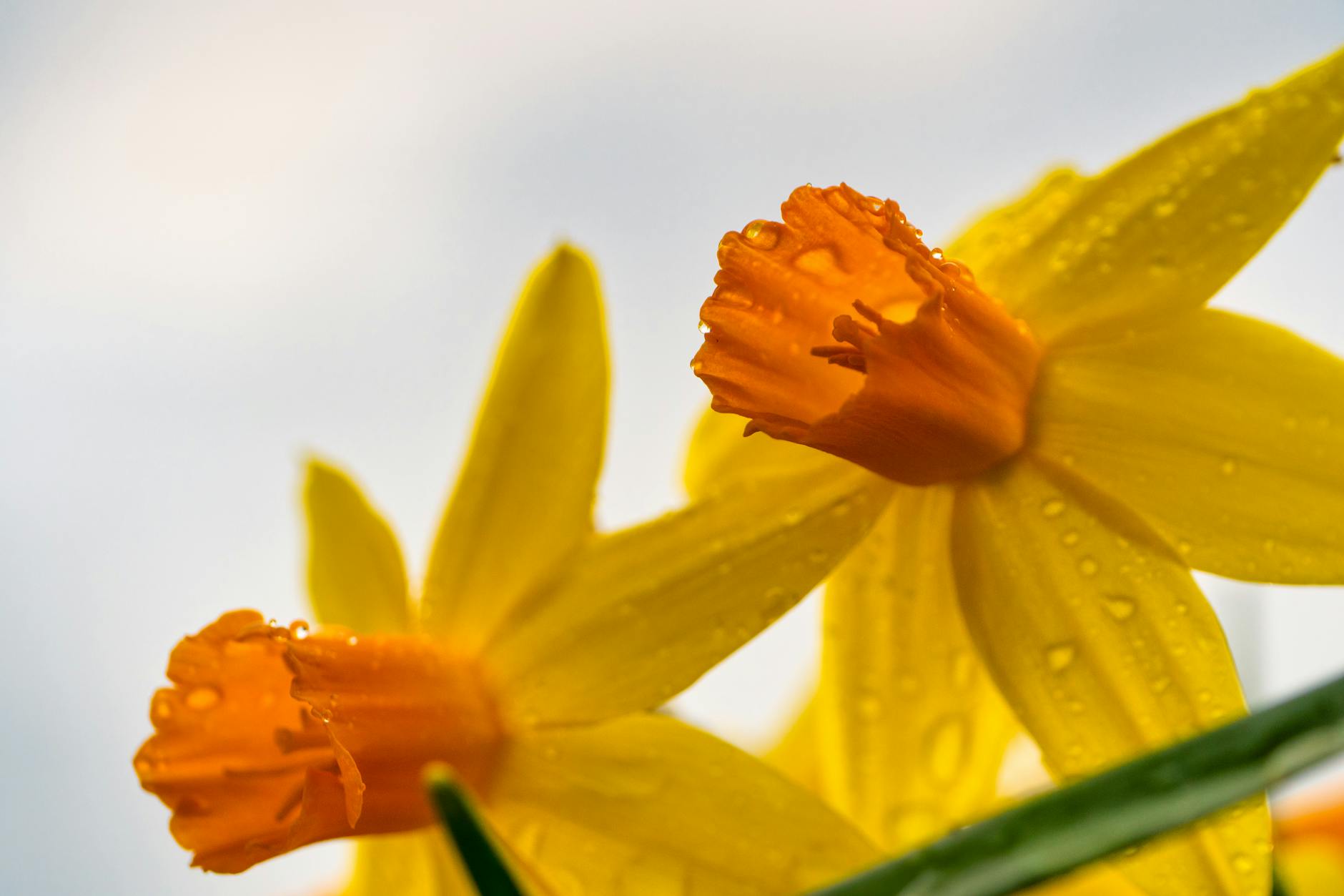Vivid yellow daffodils glistening with dewdrops showcasing the beauty of spring.