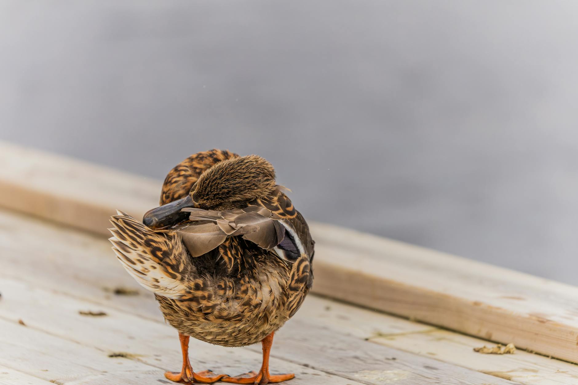 Close-up of a mallard duck preening itself on a wooden pier by a lake in Ludvika, Sweden.
