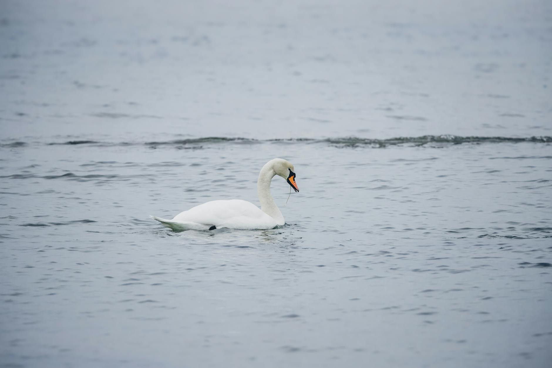 A majestic mute swan gracefully swimming in serene waters of Skåne, Sweden.