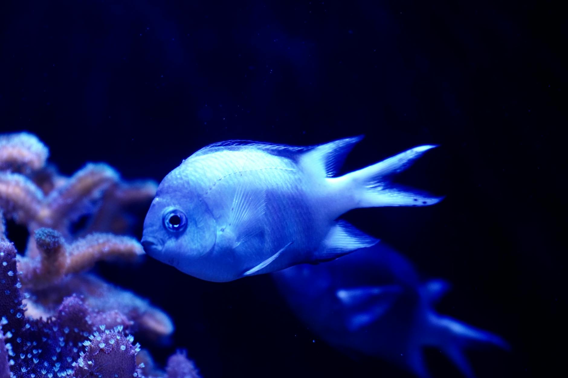 A vibrant blue damselfish swimming amidst colorful corals in an aquarium setting.
