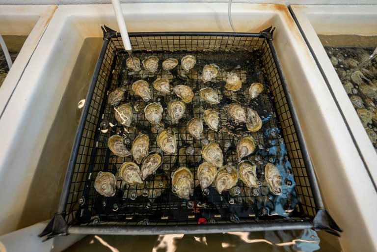 High-angle view of oysters being rinsed in a hatchery facility tank in North Carolina.