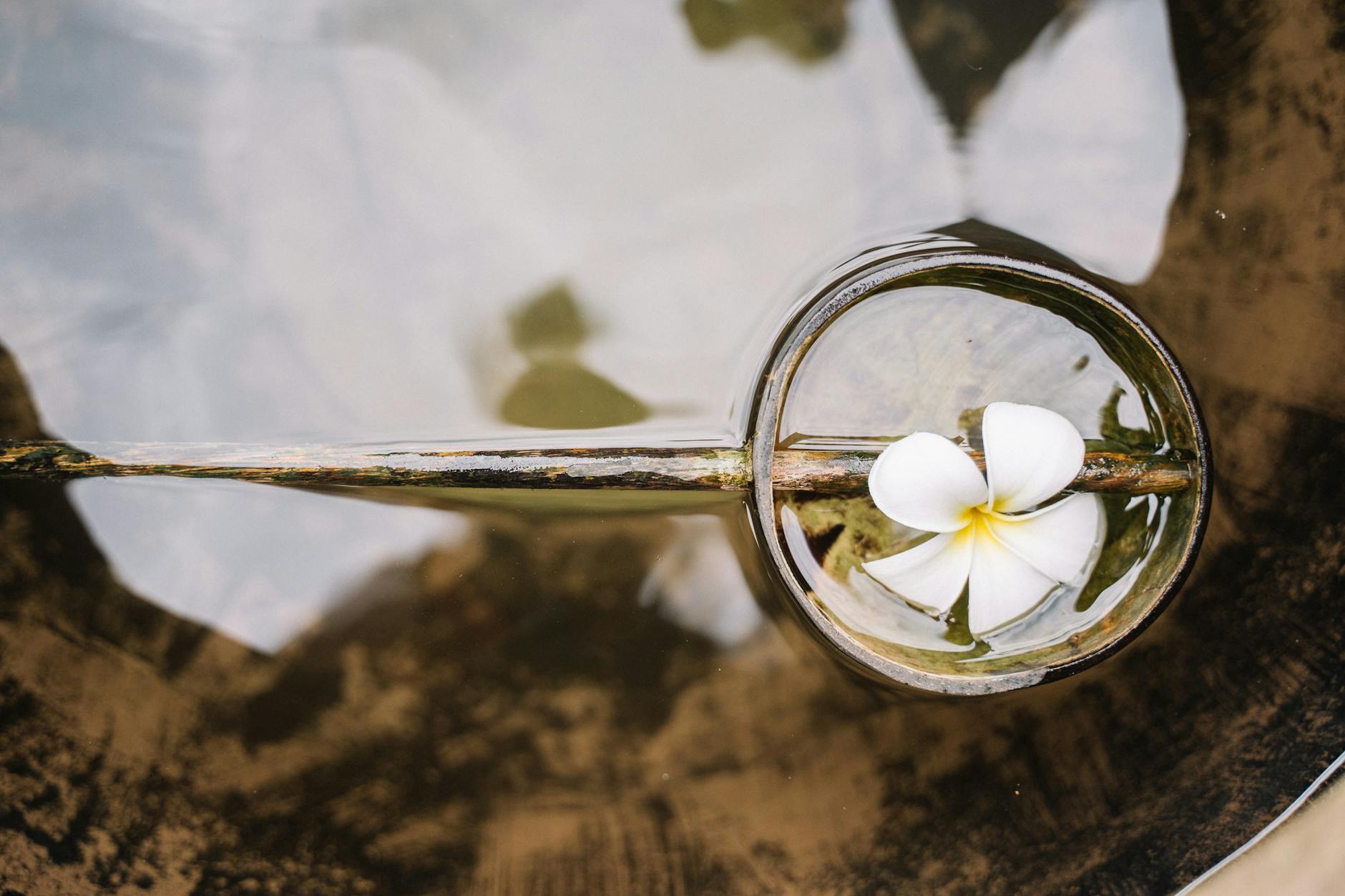 Top view of a frangipani flower floating in water, creating a tranquil reflection.