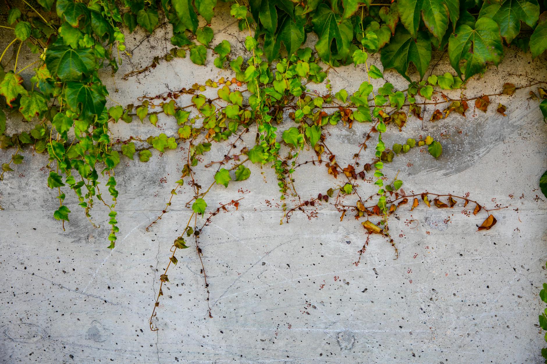 Green ivy-leaved toadflax trailing against a textured concrete wall with visible stains and cracks.