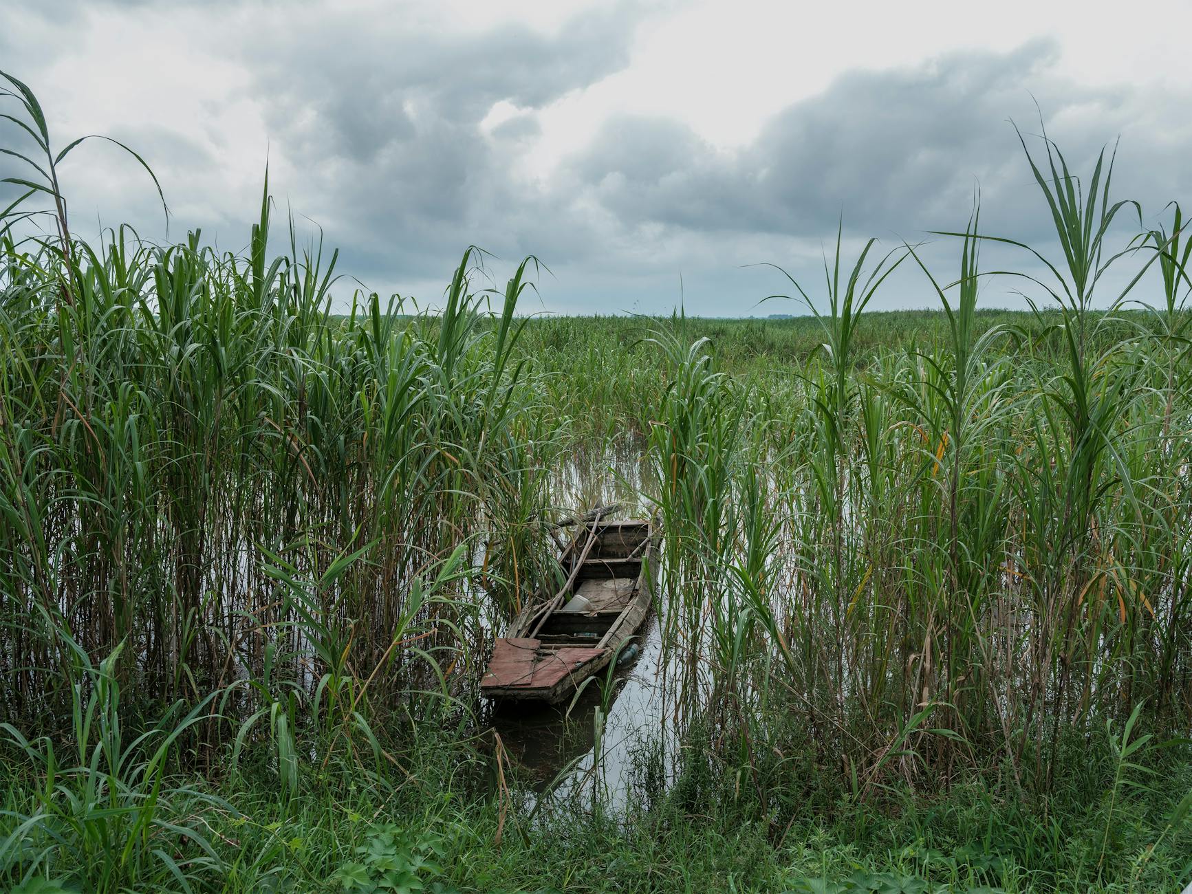 Old wooden boat amidst lush green reeds in a calm marshland under cloudy skies.