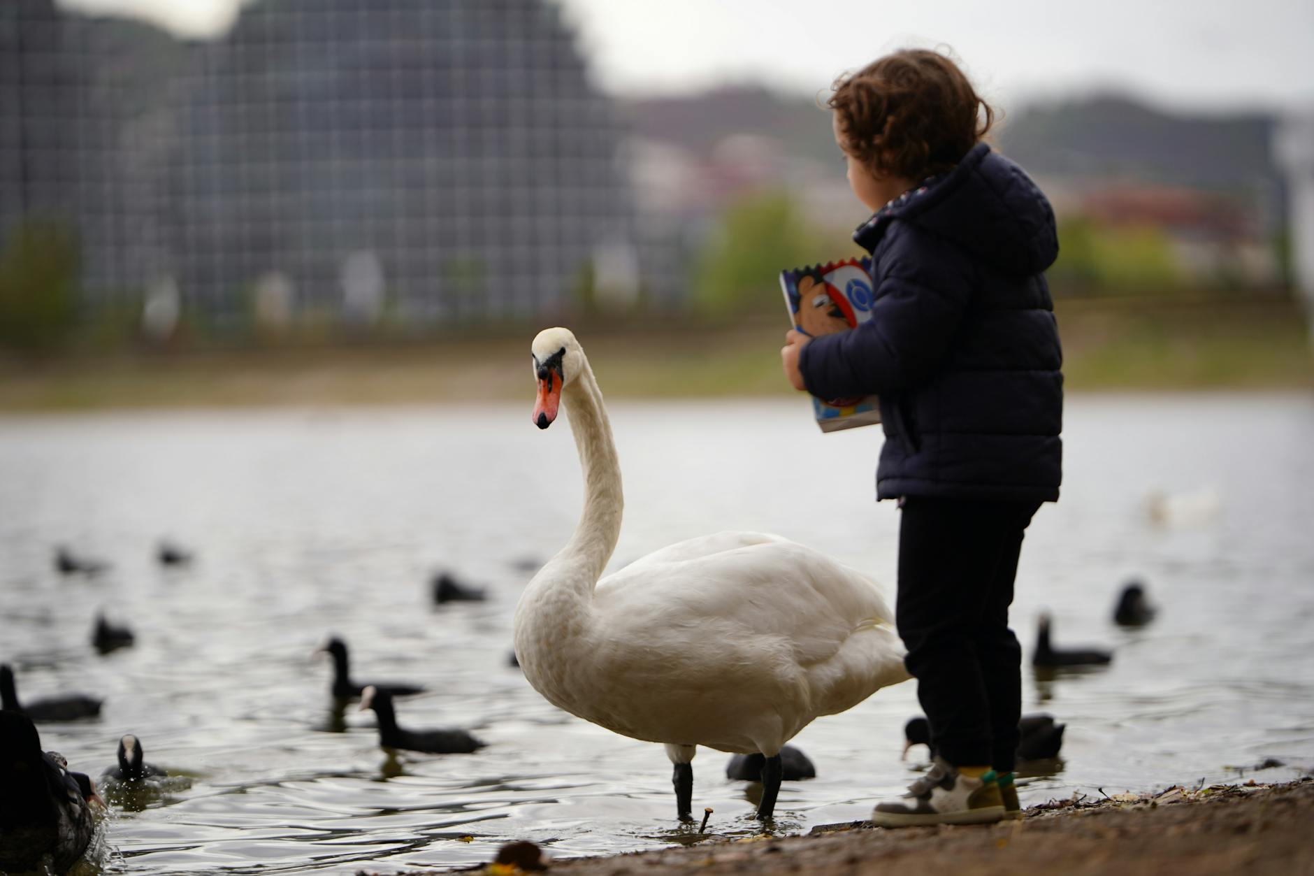 A child holds a book near a swan at a lake with distant buildings, serene scene.