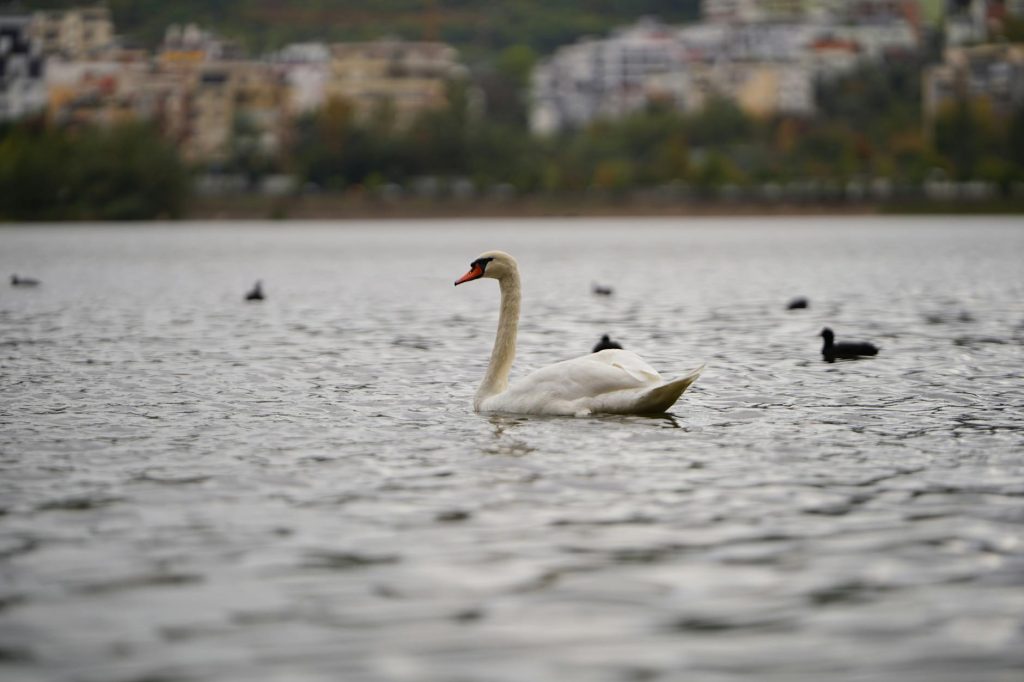 A graceful swan gliding on a city lake with urban skyline in the background.