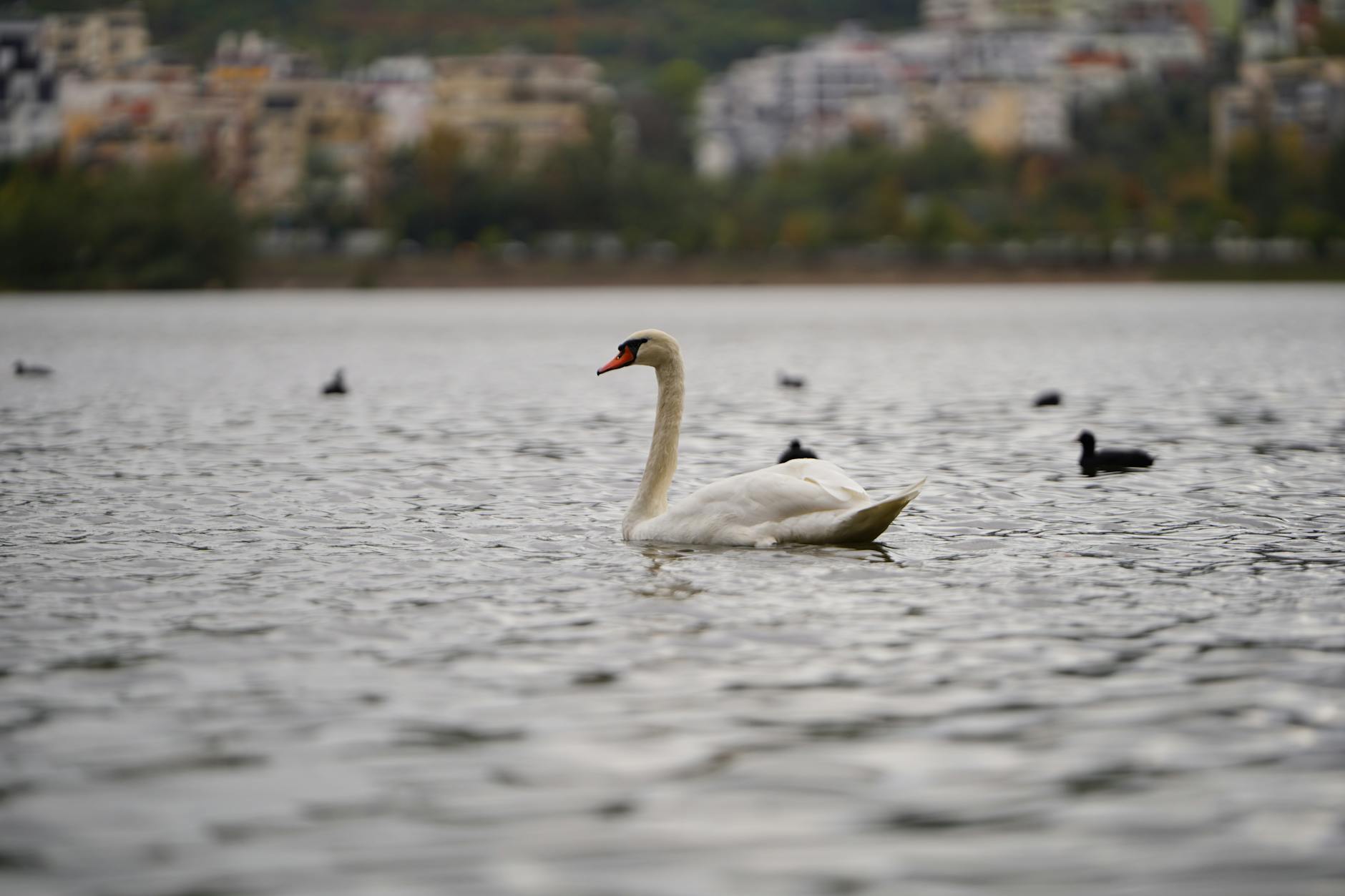 A graceful swan gliding on a city lake with urban skyline in the background.