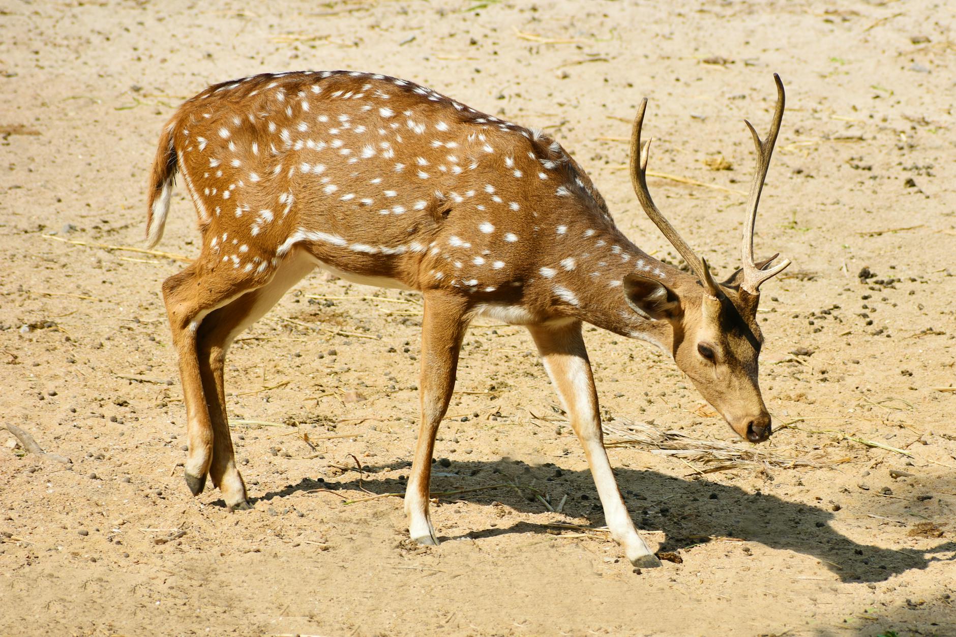Close-up of a Chital deer with antlers grazing in Hyderabad, India safari park.